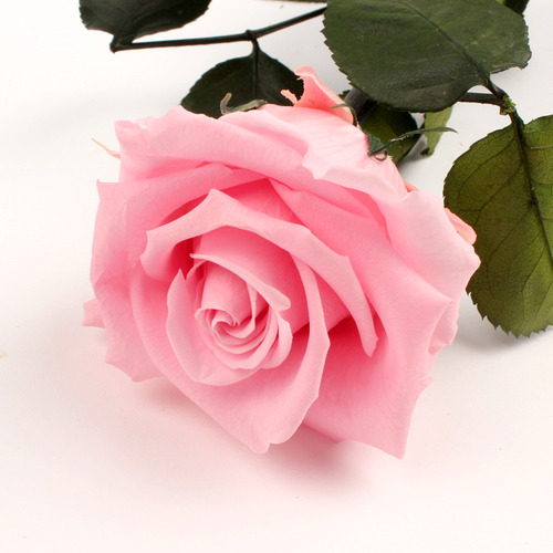 V-스템 로즈 파스텔핑크/amorosa standard gift box Pastel Pink
