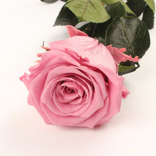 V-스템 로즈 체리블라썸/amorosa standard gift box cherry blossom
