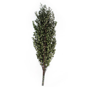 유칼립투스 파르비폴리아 그린 I - EUC - Parifolia preserved green