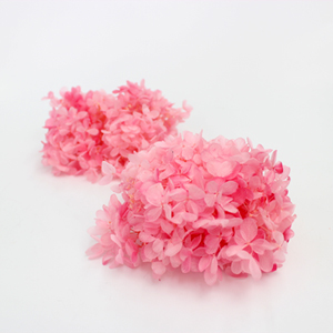 피지 수국 Peegee Hydrangea - 핑크 로즈