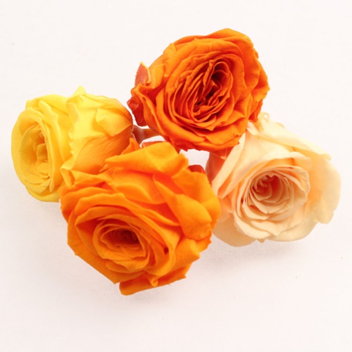 로즈 비비안 - 오렌지 믹스(24송이)