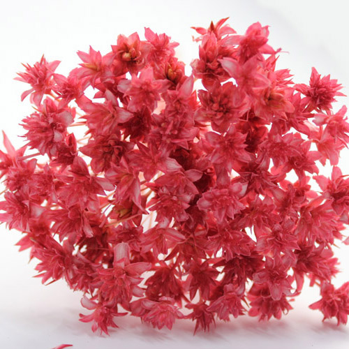 미니 콘플라워 후랑보아즈 / Preserved Mini Cone Flower - Franboise