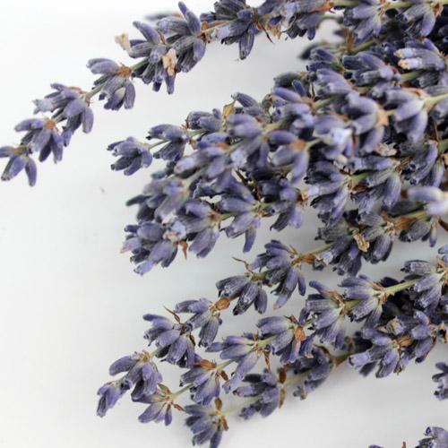 라벤더 드라이 I - Dry lavender