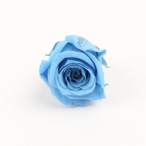 로즈 비비안 - 소다 블루 (24송이)