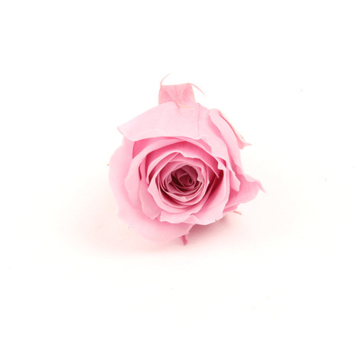 로즈 비비안 - 크리스탈 핑크 (24송이)