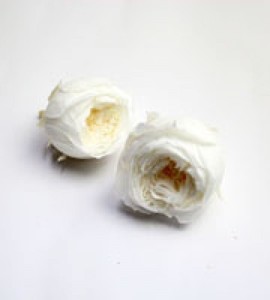로즈 테마리 - 화이트/프리저브드플라워, 시들지않는장미, 오래가는꽃, 인테리어꽃,꽃배달