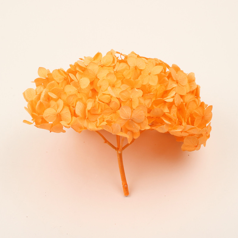 스템수국 - 오렌지 (대 길이 5~6cm)