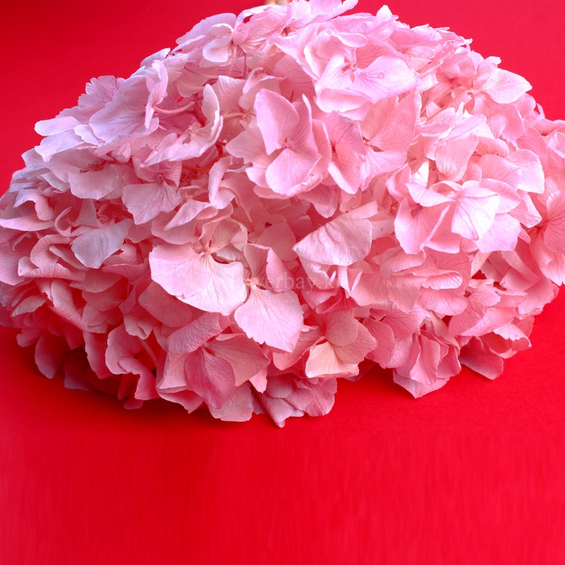 로얄 스템 수국 - 벚꽃 핑크
